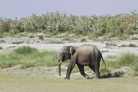 巴蒂亚，尼泊尔境内的野生亚洲象
