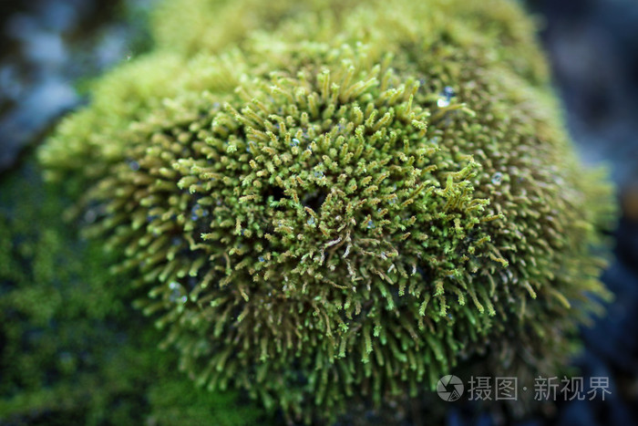 在瀑布的石头上的青苔的特写