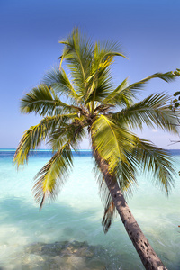 棕榈树在沙滩青色的海面上。马尔代夫
