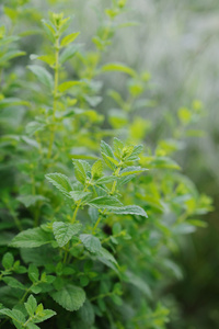 菜园里的厨房薄荷