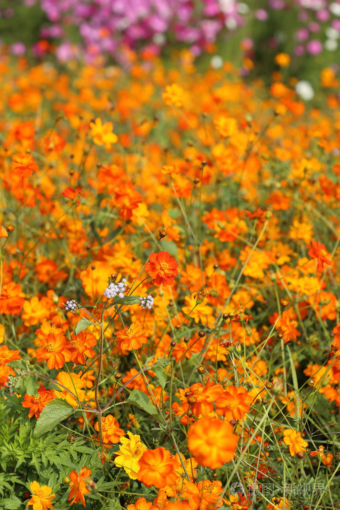 美丽的橙色波斯菊花