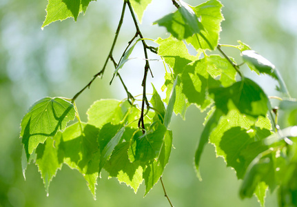 的眼镜绿色桦木叶绿色背景上一些绿色的树叶的桦木桶的桦木与绿色桦木