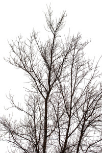 树分枝在冬天