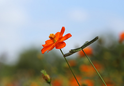 美丽的橙色波斯菊花