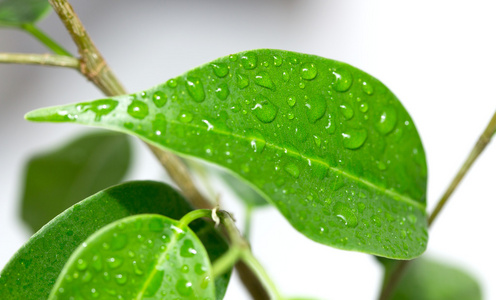 叶子上的雨滴