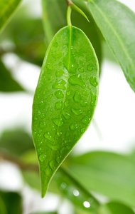 叶子上的雨滴