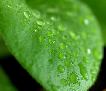 叶子上的雨滴