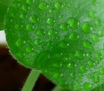 叶子上的雨滴