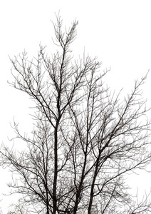 树分枝在冬天