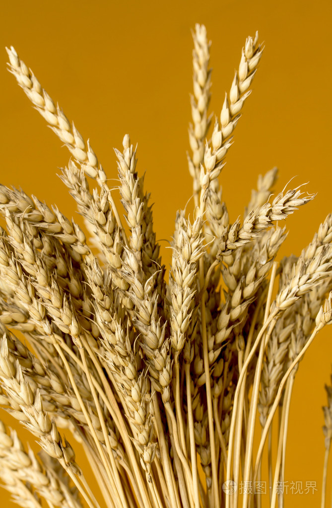 黄小麦的耳朵照片-正版商用图片1idojj-摄图新视界