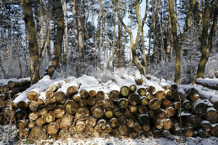 被抢的树木原木在冬天森林