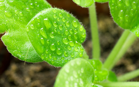 叶子上的雨滴