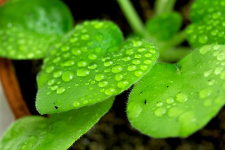 叶子上的雨滴