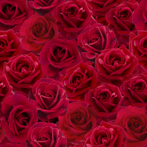 红玫瑰无缝模式