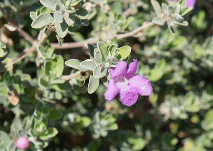 Eremophila 妮维雅开花