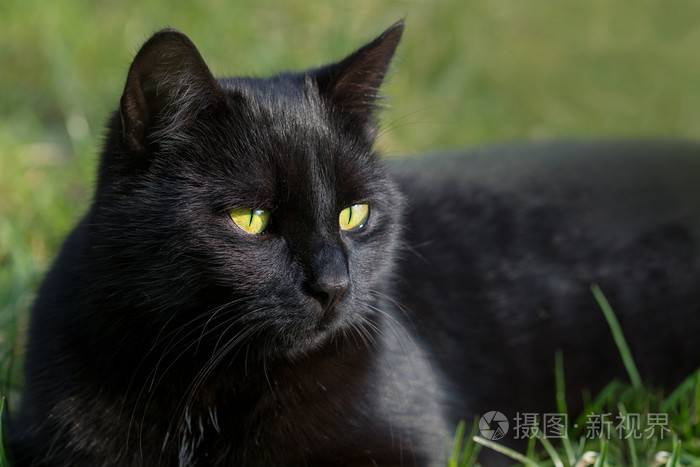 黑猫在草丛中,动物的画像与绿色背景