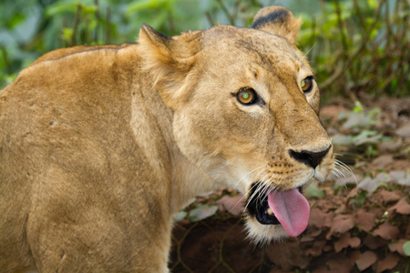 雌狮在戈罗恩戈罗保护区景观