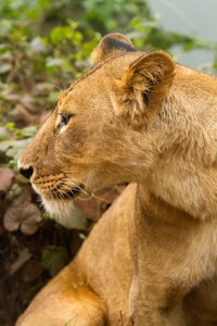 雌狮在戈罗恩戈罗保护区景观