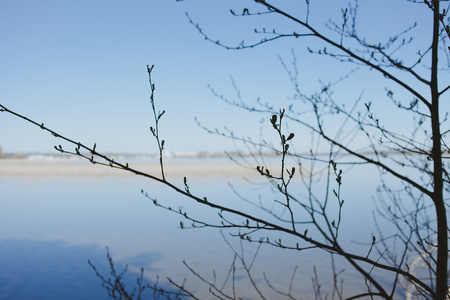 早春植物与蓝色湖背景