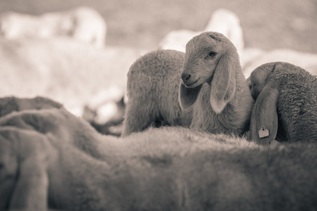 黑色和白色的小羊羔图片-黑色和白色的小羊羔素材-黑