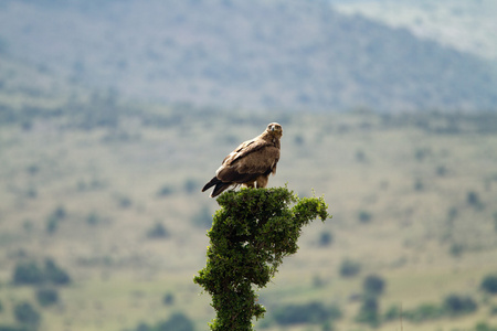 在马赛马拉国家保护区的野生鸟