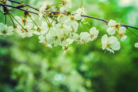 鲜花朵朵樱花树