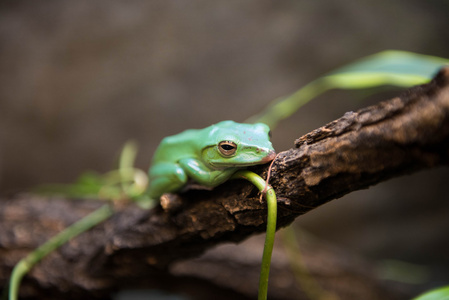 绿色的青蛙時計。