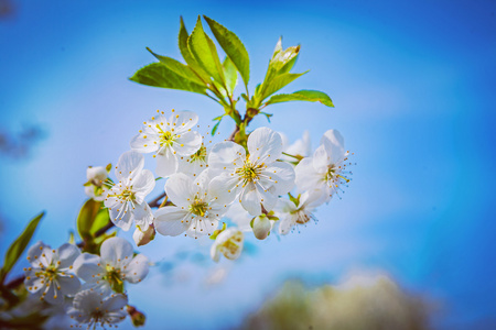 朵朵樱花树 inatagram 阶梯