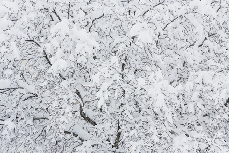 雪鞋带