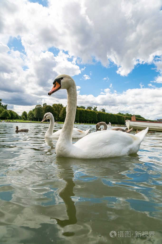 湖面上的白天鹅