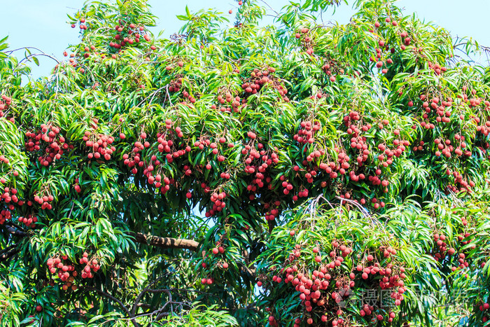 荔枝果实在亚洲照片-正版商用图片1ie1nq-摄图新视界