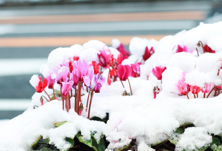 雪中的花朵