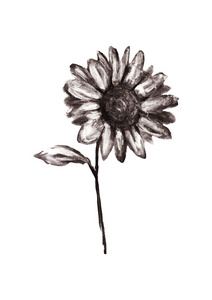 铅笔绘制的花
