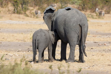 大象妈妈和小腿走路时粘接的关系