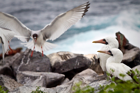两个蒙面鲣鸟岩和一燕尾的鸥在加拉巴哥群岛起飞