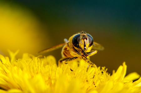 一只蜜蜂在花蒲公英上的宏图
