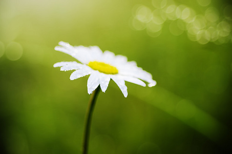 野甘菊花