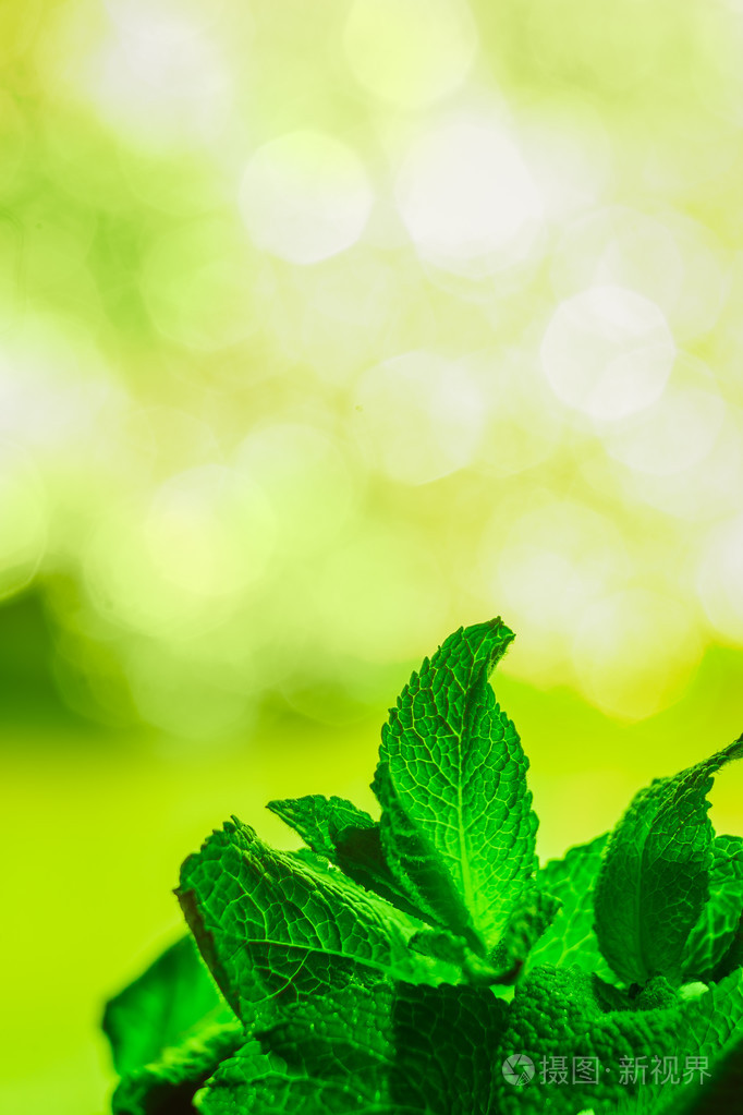 在绿色背景上薄荷叶