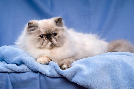 可爱的波斯 tortie colorpoint 猫躺在蓝色的背景上