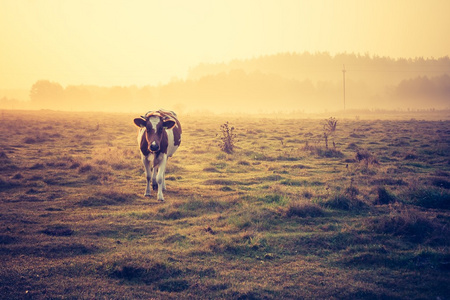 景观与母牛在牧场上的旧照片