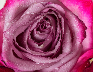 粉红色的玫瑰与水滴