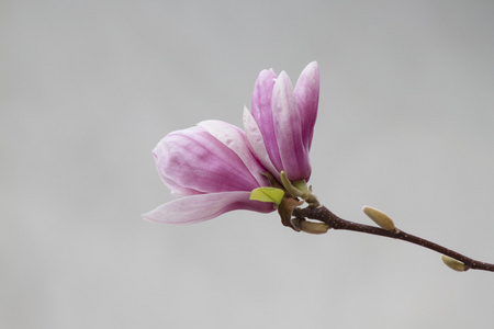 玉兰树上开花