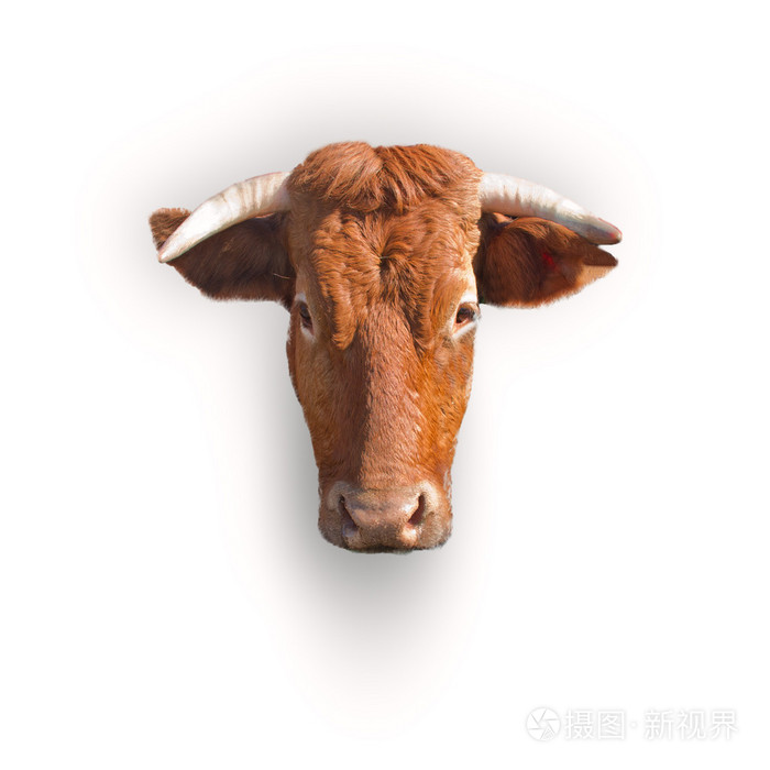 母牛头