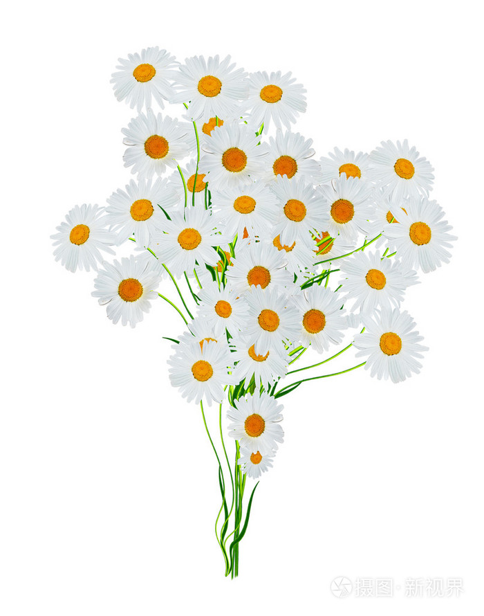 雏菊夏季隔离在白色背景上的白花
