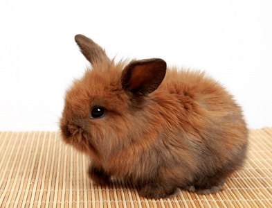 蓬松的褐色小兔子