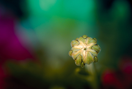 美丽的花朵与复古色调的柔焦镜头