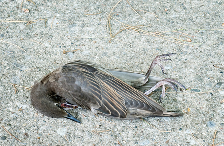 死鸟芭蕾舞演员(lucopsar rothschild i)常见的麝香