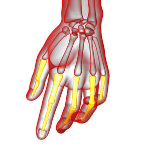 人类趾骨手三维渲染图