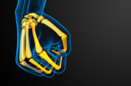 骨架的手三维渲染图