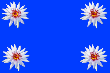 蓝色背景的白莲花照片